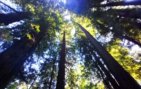 Los árboles más altos del mundo invitan a caminar en los Coastal Redwoods